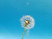 達飛將成立新合資公司,深化中東港口布局