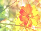 達飛將成立新合資公司,深化中東港口布局